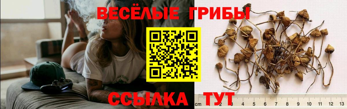 Псилоцибиновые грибы Cubensis Кохма